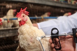 Євросоюз дозволив Україні експортувати м'ясо птиці до Європи