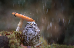 Дощова погода