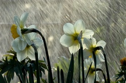 Сьогодні в Україні подекуди пройдуть дощі з грозами