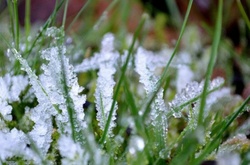 Завтра в Україні знову очікуються заморозки