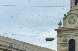 Бджолиний рій паралізував центр Лондона 