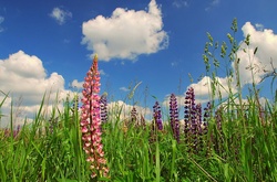 Сьогодні в Україні буде тепло й переважно без опадів