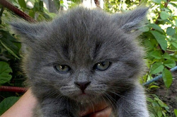 Забавные фото злобных котят, которые хотят, чтобы их воспринимали серьезно