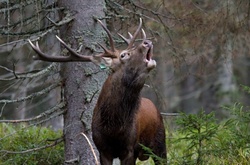  Полювання на лося в Україні заборонене з лютого цього року 