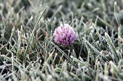 Рятувальники попереджають українців про заморозки у чотирьох областях 