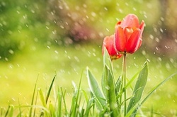 Погода на середу: дощі з грозами прийдуть на захід і північ країни 