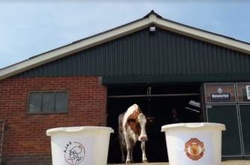 Корова спрогнозувала переможця Ліги Європи