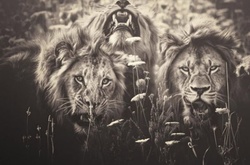  «Африканские души»: 15 снимков диких животных, которые на самом деле были сделаны в зоопарках