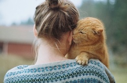 В Ирландии ищут обнимателя котов