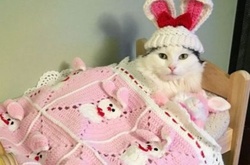 «Сладкая жизнь»: спасенная из приюта кошка Софи спит в собственной кровати