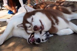 Кафе, где живут 25 хаски: лучшее место на земле для любителей собак