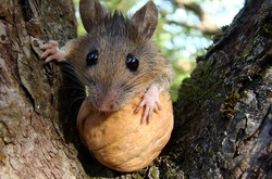 Митники Сумщини пояснили, куди поділося дві тонни горіхів: миші з'їли