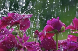 У суботу на всій території України дощитиме 