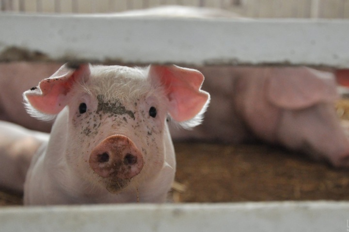 На Одещині зафіксовано спалах африканської чуми свиней 