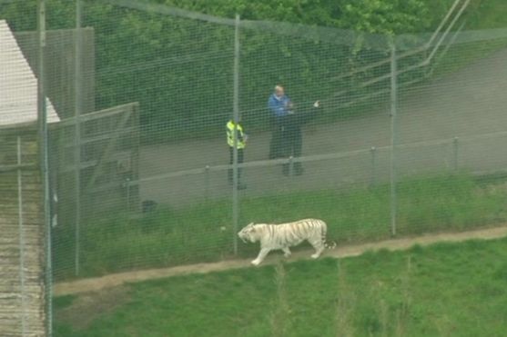 В Британії тигр вбив співробітницю зоопарку