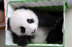 Фотограф показал, как выращивают панд в провинции Сычуань