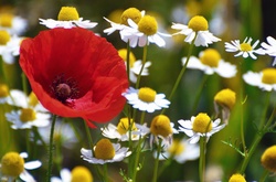 У перший день літа буде тепло 