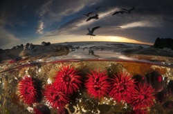 Потрясающие фотографии, сделанные одновременно над и под водой