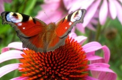 Тепла літня погода