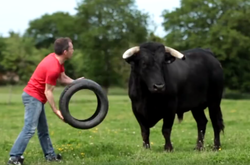 Бик, що грається покришкою