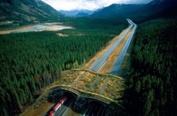 15 удивительных мостов, которые спасают тысячи животных каждый год