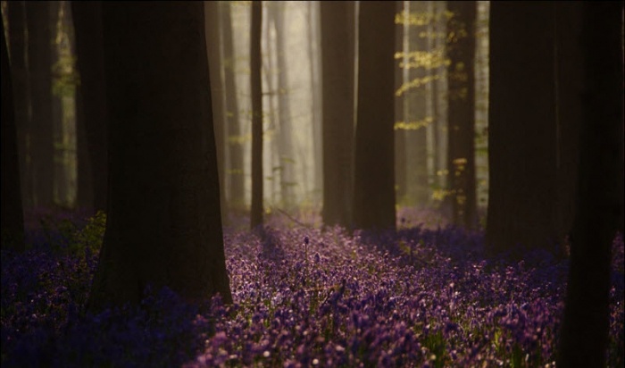 Неначе в казці. Як виглядає чарівний ліс із дзвіночків у Бельгії