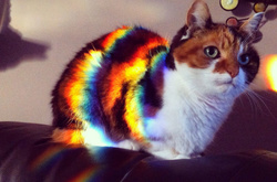 Кошки, которые любят солнце больше всего на свете