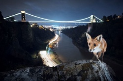 Царство зверей: фотограф находит диких животных в европейских мегаполисах