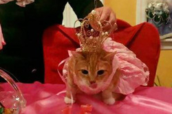 Воздушные шары и корона: на 15-летие хозяева поздравили кошку необычным способом