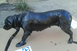 Бедное животное было полностью в смоле