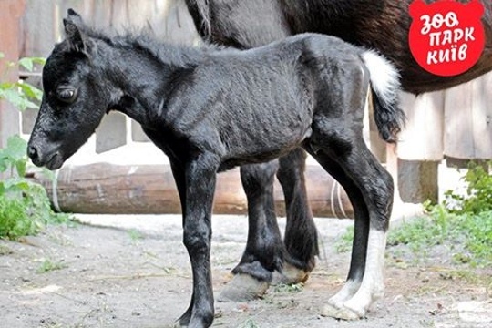 У Київському зоопарку народився поні
