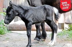 У Київському зоопарку народився поні