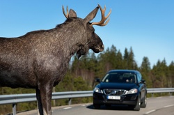   Лося помітили в районі вулиць Надрічної та Набережній.   
  