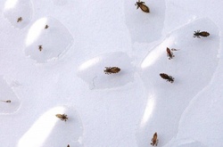 25 самых опасных насекомых на планете