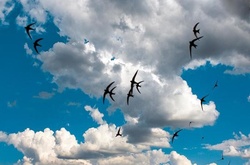 Синоптики обіцяють дощі на сьогодні  