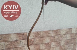 На столичній Троєщині бігав «Робін Гуд» з луком