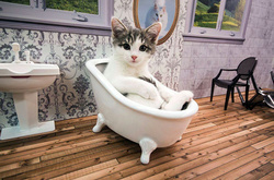 Такое тоже бывает: в Исландии снимают реалити-шоу про котят