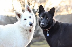 «Свадьба» этих собак сделает ваш день