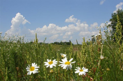 Сьогодні в Україні місцями дощі з грозами 