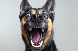 Экспрессивные портреты собак в объективе фотографа-анималиста Эльке Фогельзанг