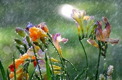 Дощі в Україні