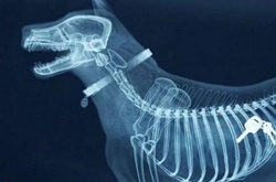 Предметы, которые не очень хочется видеть внутри себя