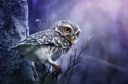 Опасные и прекрасные: многогранные совы в объективе тайского фотографа Саси Смита 