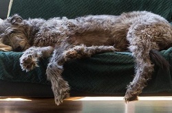 Огромный друг человека. Фото собак невероятно больших размеров