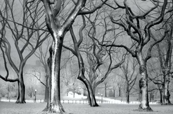 «В глубоком сне»: Центральный парк в снимках фотографа, страдающего бессонницей