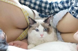 Котики на груди: умиротворяющие снимки японского фотографа