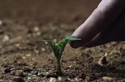 Паросток картоплі