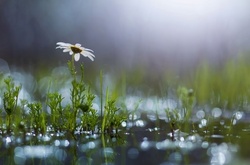 Синоптики прогнозують мінливу хмарність та дощі на сьогодні 