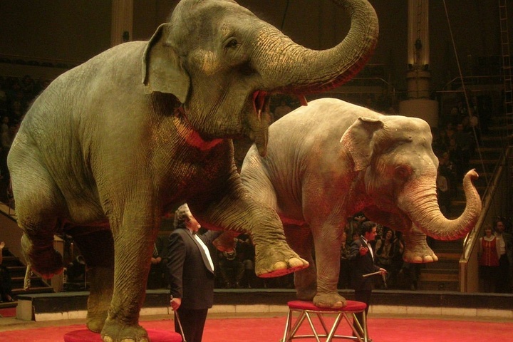 Латвія заборонила використання тварин у циркових виставах