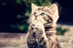 Жителя Луцька засудили до п’яти років за знущання над кошеням